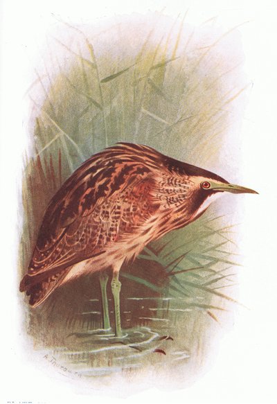 Roerdomp, uit Britse Vogels gepubliceerd door Longmans, 1932 door Archibald Thorburn